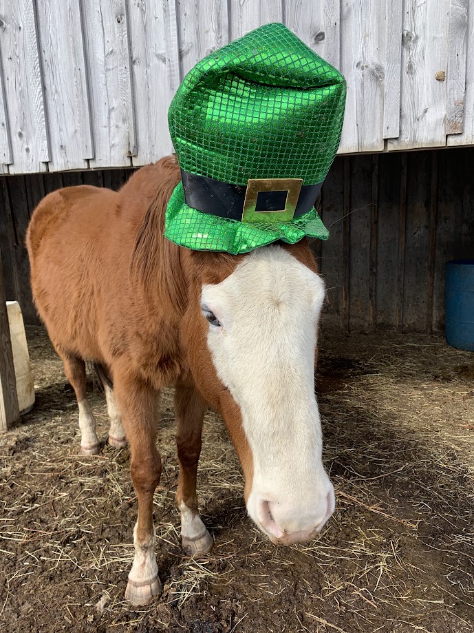 Louie-with-St.-Pat-hat