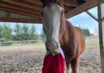 You Won’t Stop Laughing with Louie – Companion Only
