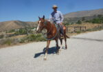 Friendly Thoroughbred Gelding
