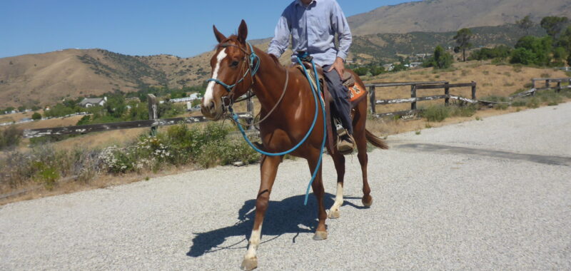 Friendly Thoroughbred Gelding