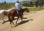 Friendly Thoroughbred Gelding