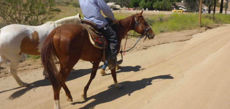 Friendly Thoroughbred Gelding