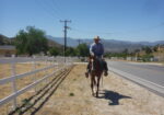 Friendly Thoroughbred Gelding