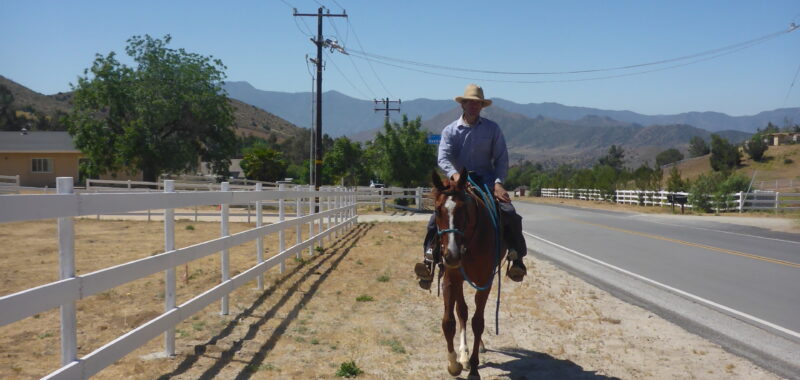 Friendly Thoroughbred Gelding