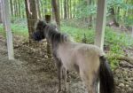 Falabella Miniature Few Spot