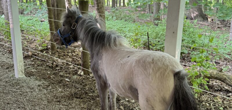 Falabella Miniature Few Spot