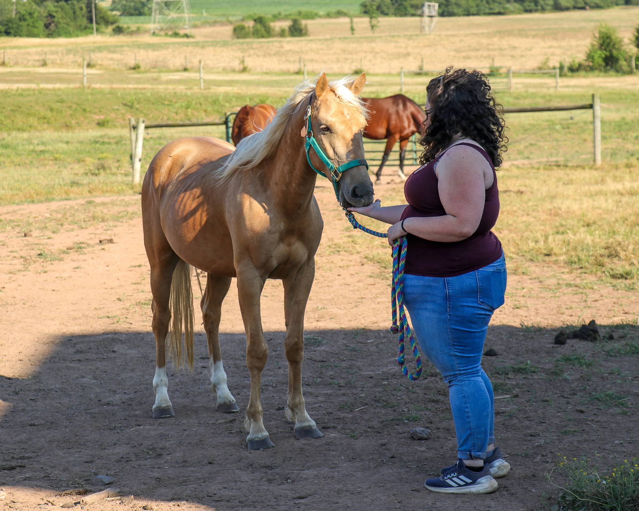 wellington-pic3-26june
