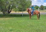 Cisco – 7 yr old Gelding