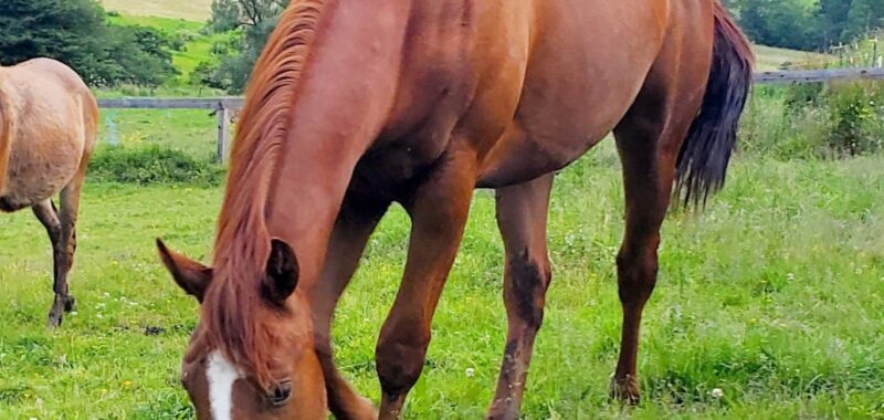Russet – ADOPTED