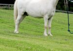 Tim – Pony for Adoption
