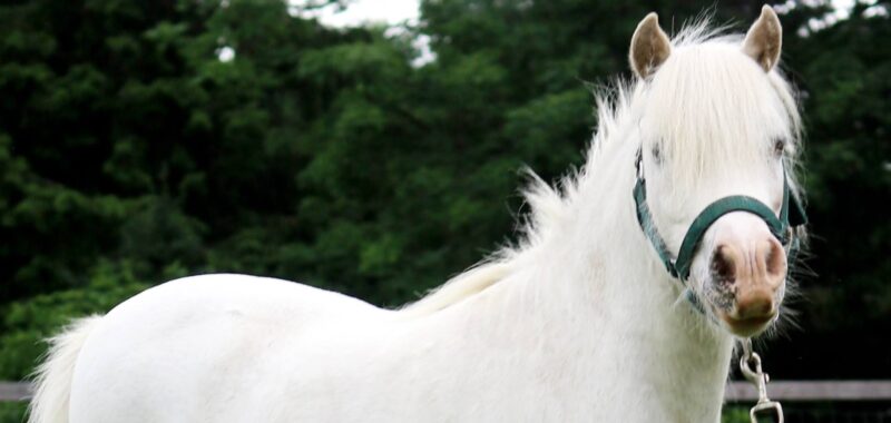 Tim – Pony for Adoption