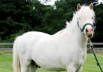 Tim – Pony for Adoption