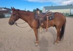 Cisco – 7 yr old Gelding