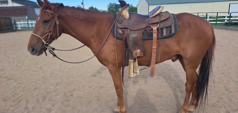Cisco – 7 yr old Gelding