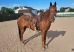 Cisco – 7 yr old Gelding
