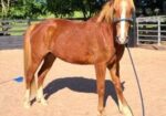 Cute Saddlebred Cross Gelding