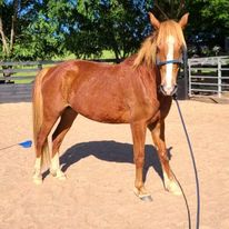 Cute Saddlebred Cross Gelding