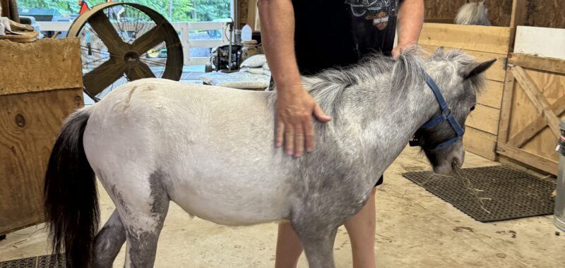 Falabella Miniature Few Spot
