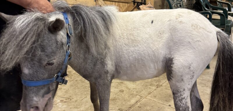 Falabella Miniature Few Spot