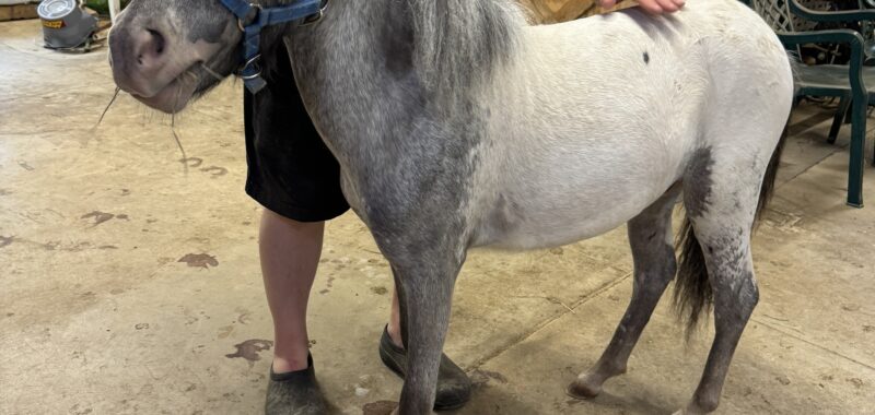 Falabella Miniature Few Spot