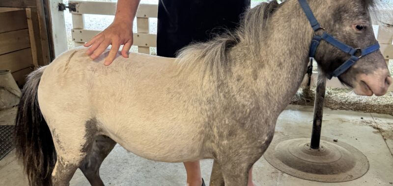 Falabella Miniature Few Spot