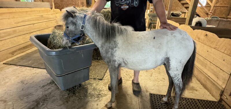 Falabella Miniature Few Spot