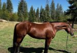 Cleveland Bay Young Mare
