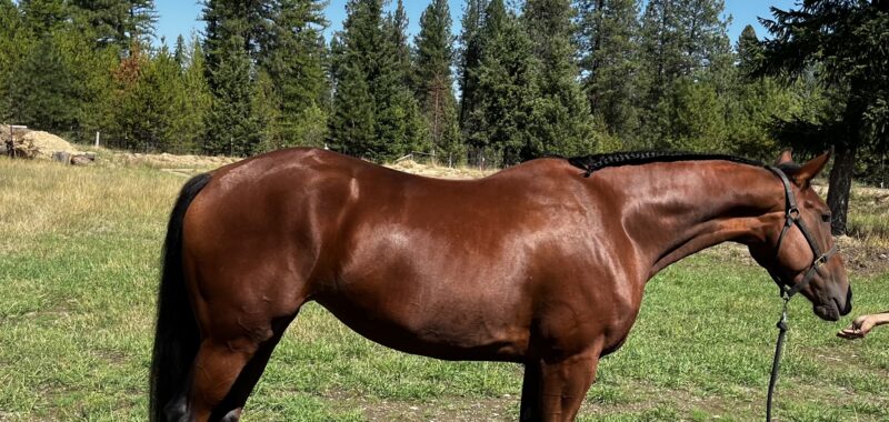 Cleveland Bay Young Mare