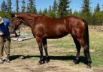 Cleveland Bay Young Mare