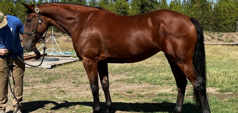 Cleveland Bay Young Mare