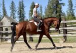 Cleveland Bay Young Mare