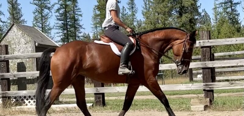 Cleveland Bay Young Mare