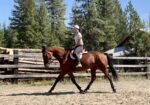Cleveland Bay Young Mare