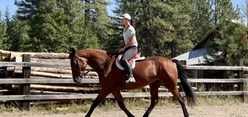 Cleveland Bay Young Mare