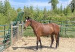 Cleveland Bay Young Mare
