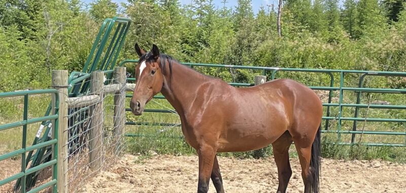 Cleveland Bay Young Mare