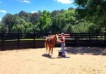 Cute Saddlebred Cross Gelding