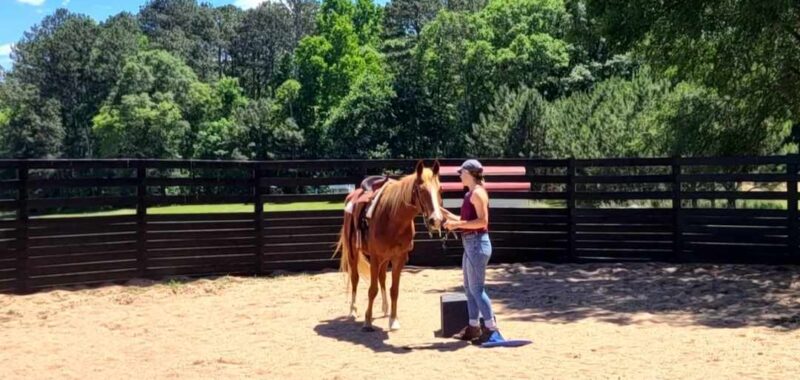 Cute Saddlebred Cross Gelding