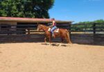 Cute Saddlebred Cross Gelding