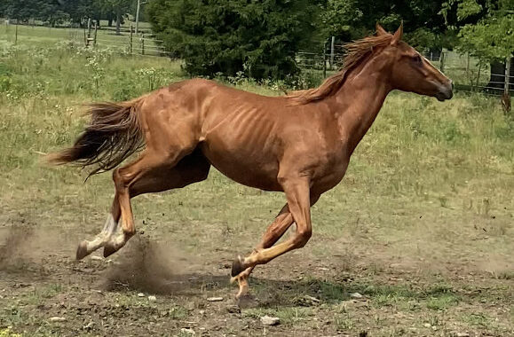 Beautiful TB gelding