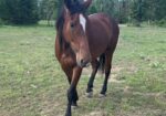 Cleveland Bay Young Mare