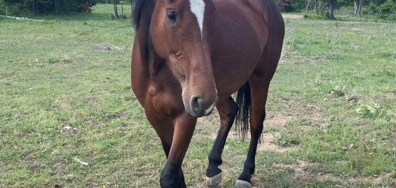 Cleveland Bay Young Mare