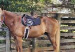 Cute Saddlebred Cross Gelding
