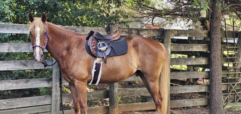 Cute Saddlebred Cross Gelding