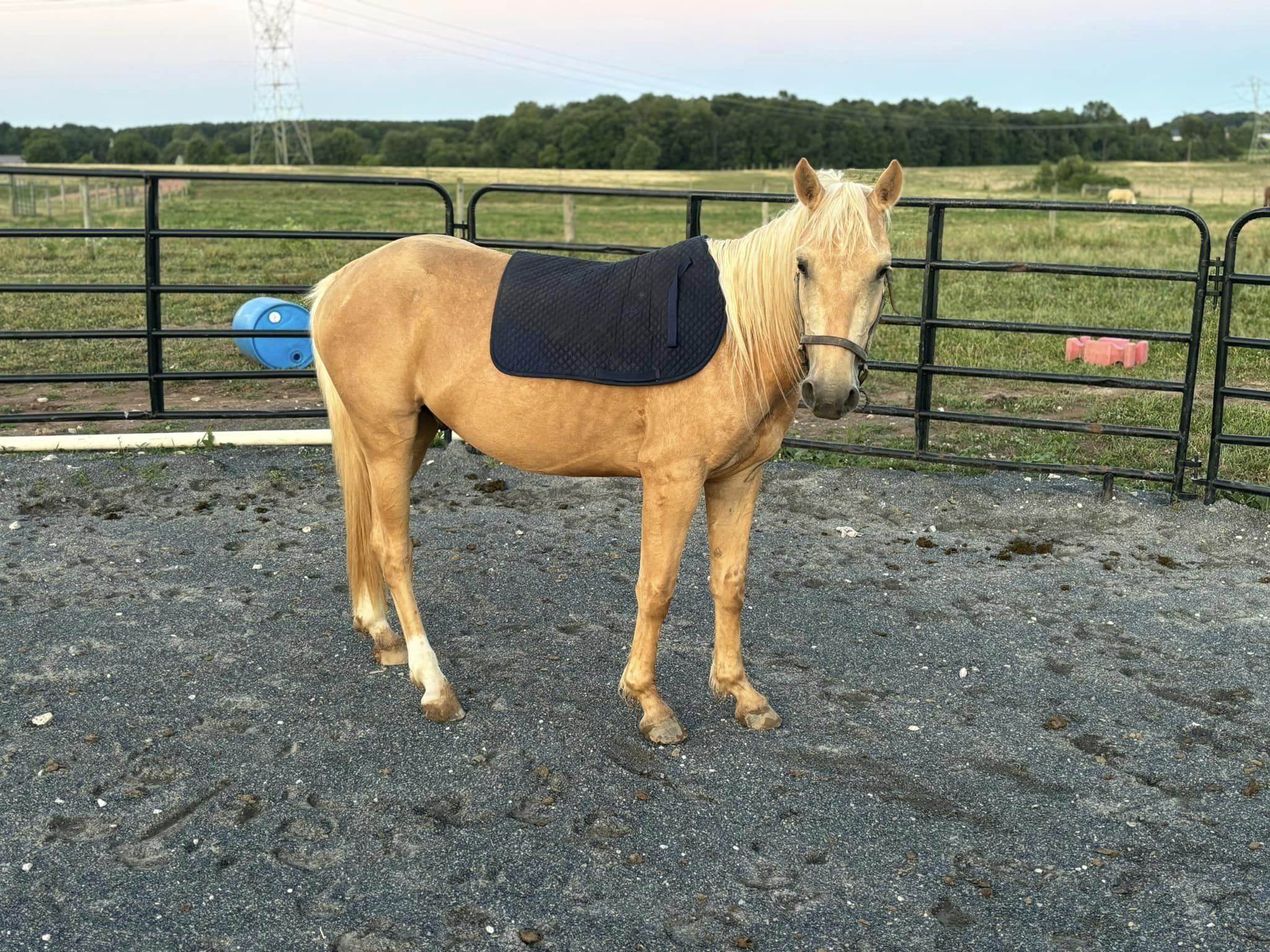 wellington-pic2-july3