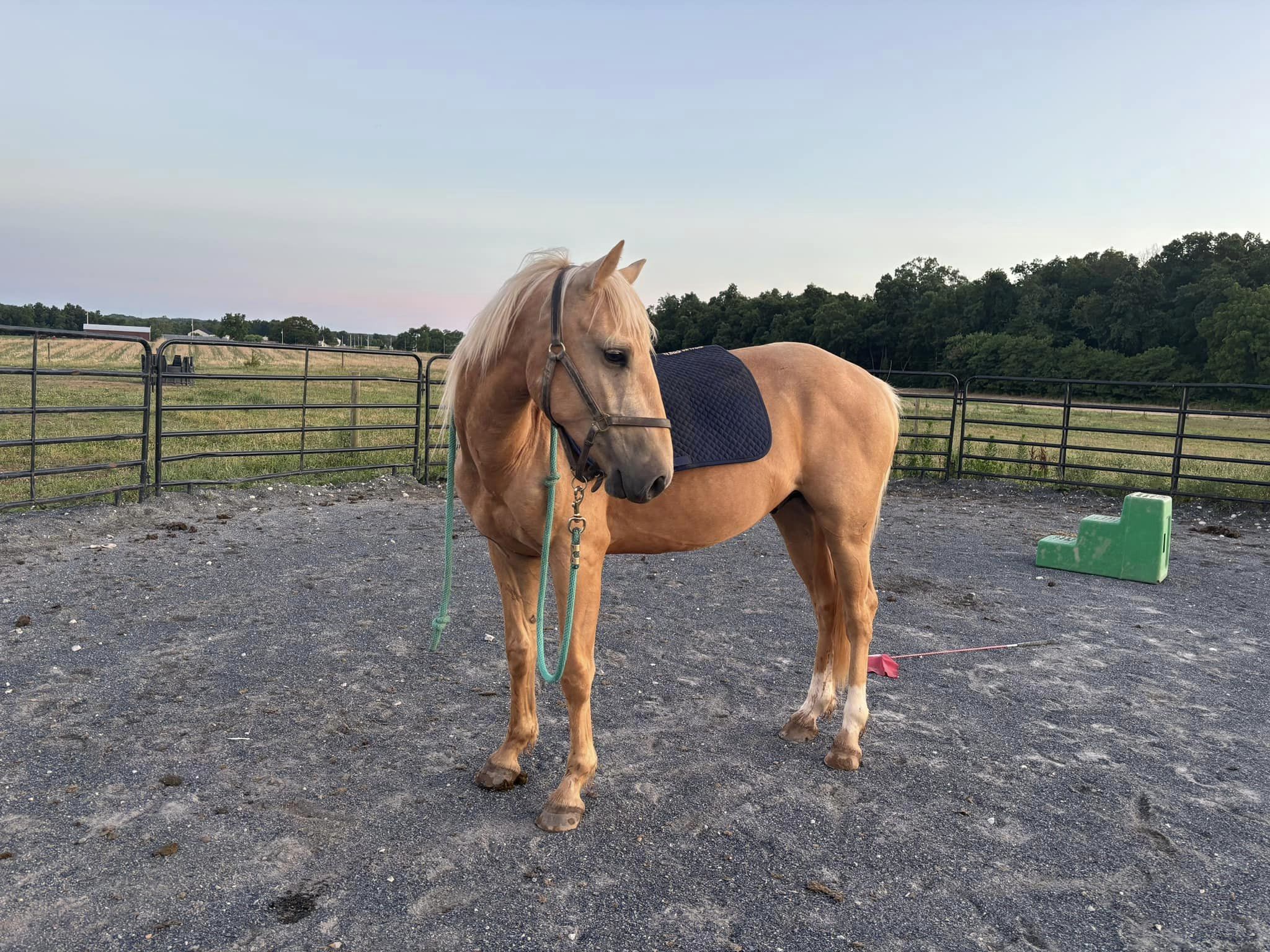 wellington-pic3-july3