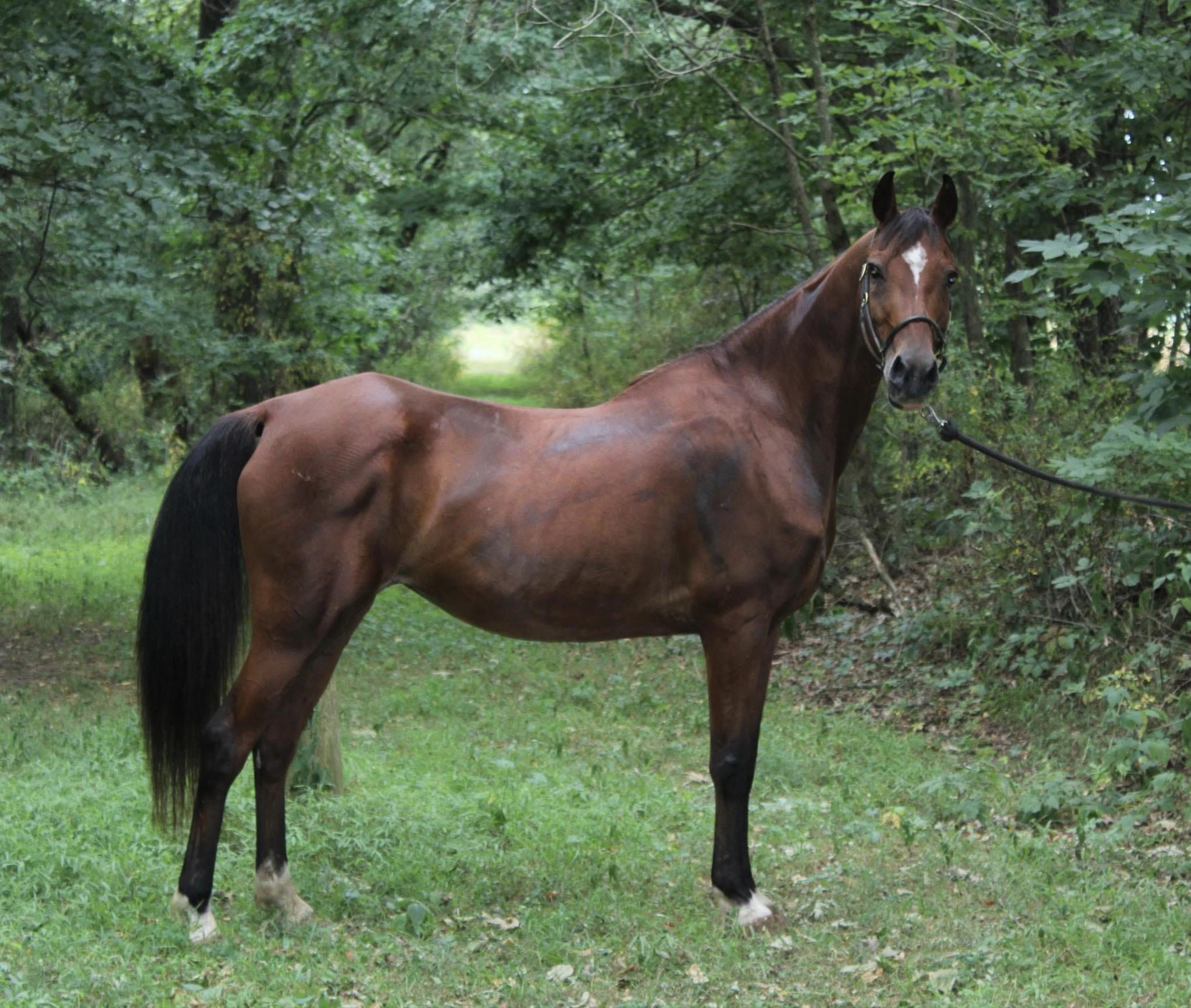 Kabrina ATFO 365 Division Equine