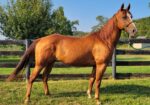 Cassia