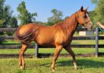 Cassia