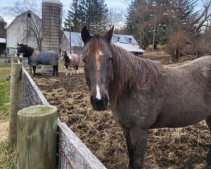 A-Horse-with-no-Name